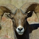 Face to Face